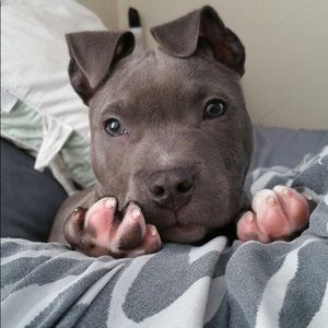 Meet your Posher, Ronald